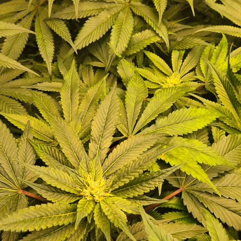 White Widow growlog photo: yellowing leaves 
