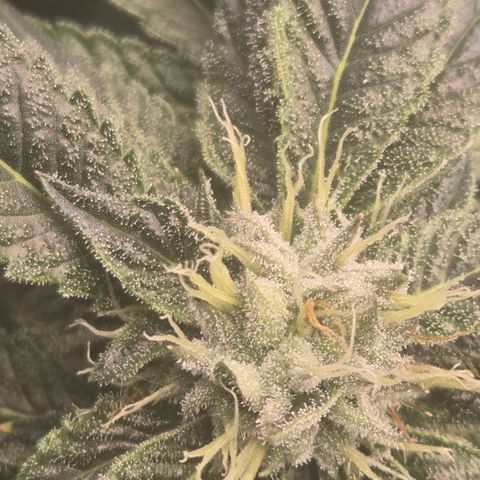 White Widow growlog photo: Day 36