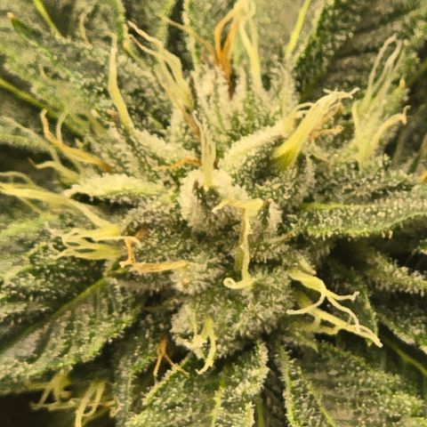 White Widow growlog photo: Day 36