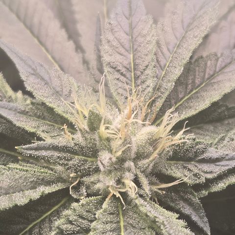 White Widow growlog photo: Day 36