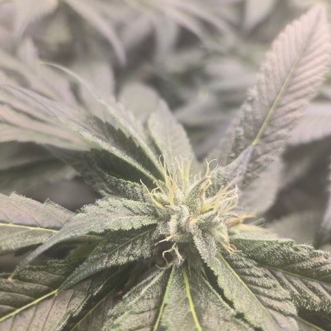 White Widow growlog photo: Day 36
