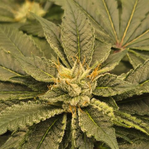 White Widow growlog photo: Day 43
