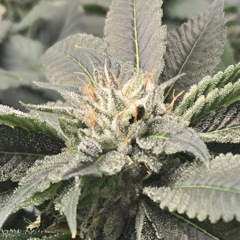 White Widow growlog photo: Day 43