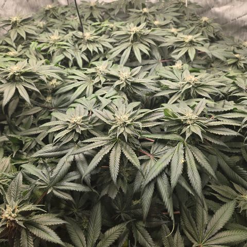 White Widow growlog photo: Day 43