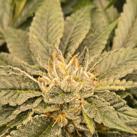 White Widow growlog photo: Day 50