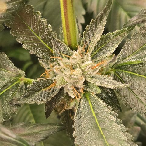 White Widow growlog photo: Day 50