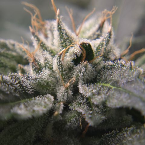 White Widow growlog photo: Day 50