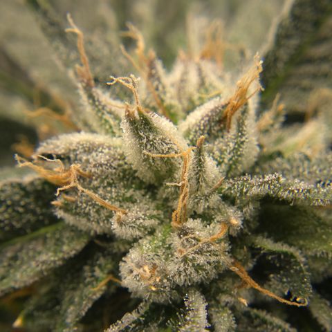 White Widow growlog photo: Day 50