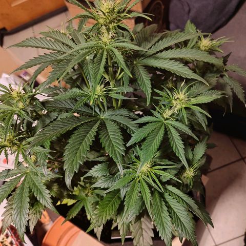 Pink Auto growlog timeline photo