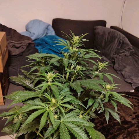 Pink Auto growlog timeline photo