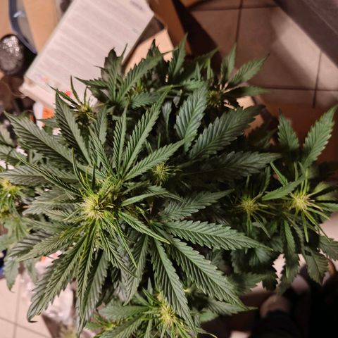 Pink Auto growlog timeline photo