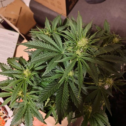 Pink Auto growlog timeline photo