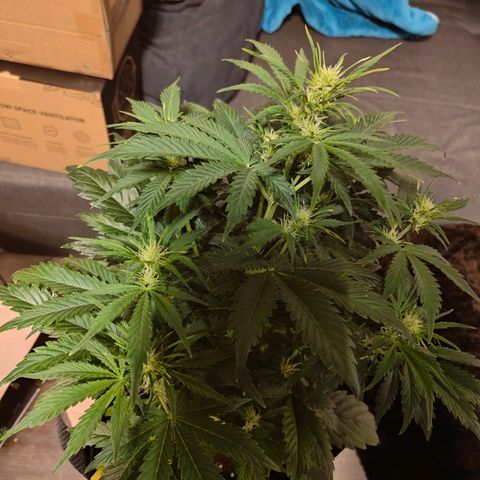 Pink Auto growlog timeline photo
