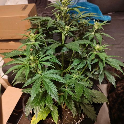 Pink Auto growlog timeline photo