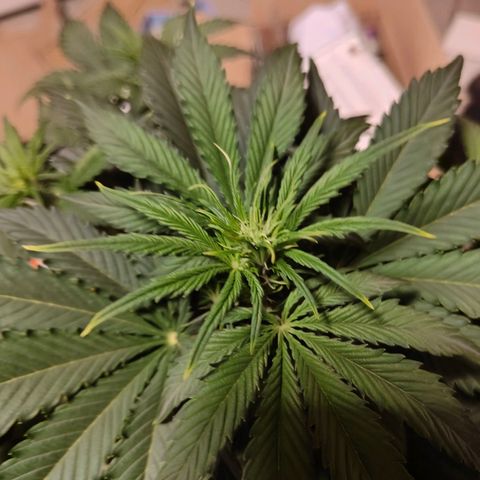 Green Crack Auto growlog timeline photo