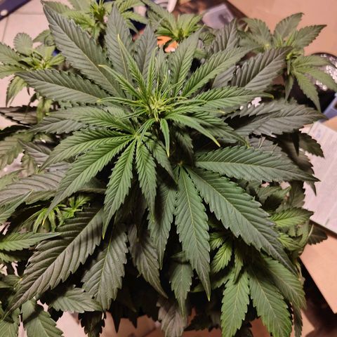 Green Crack Auto growlog timeline photo