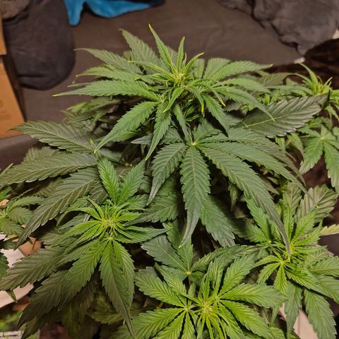 Green Crack Auto growlog timeline photo
