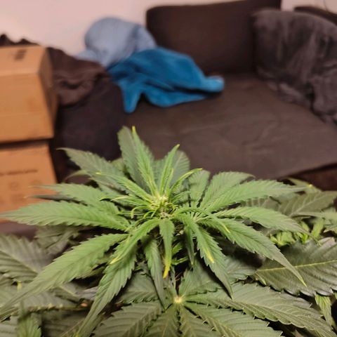 Green Crack Auto growlog timeline photo
