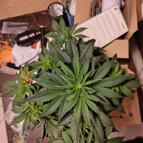 Green Crack Auto growlog timeline photo