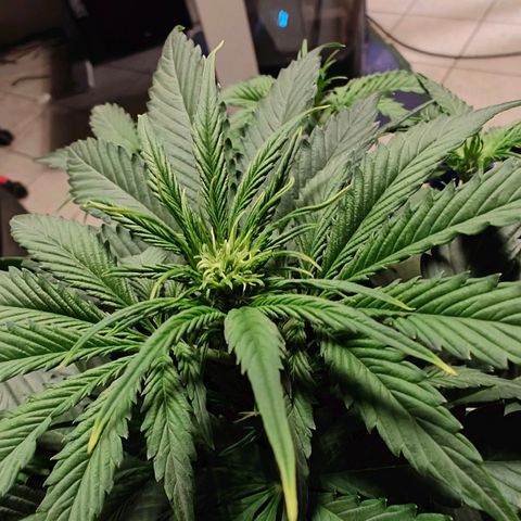 Green Crack Auto growlog timeline photo