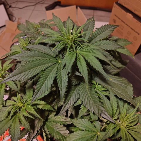 Green Crack Auto growlog timeline photo