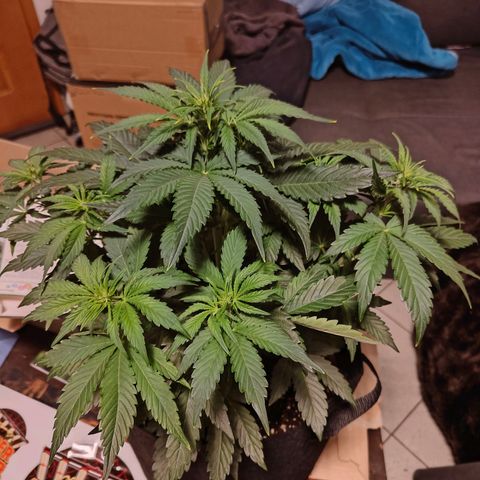 Green Crack Auto growlog timeline photo