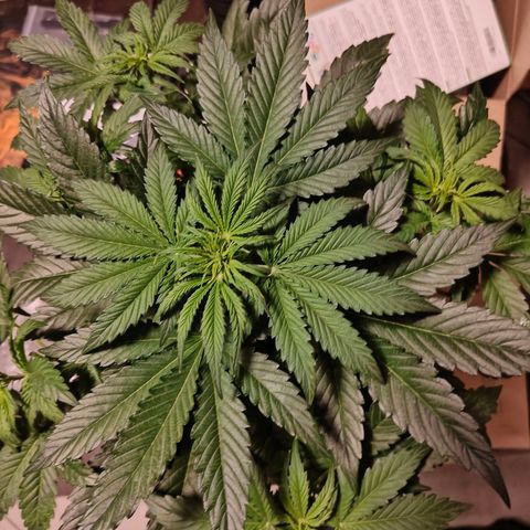GG#4 Auto growlog timeline photo
