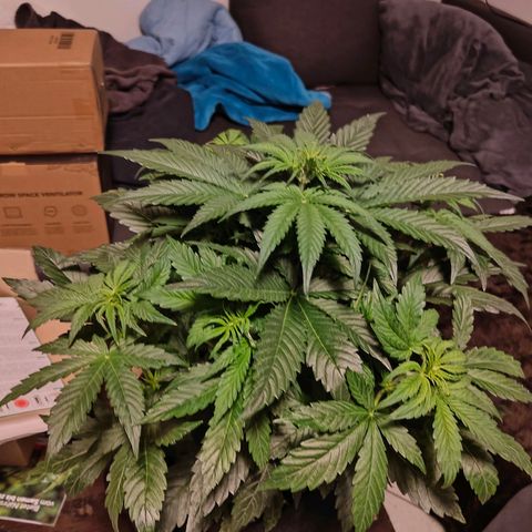 GG#4 Auto growlog timeline photo