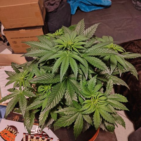 GG#4 Auto growlog timeline photo