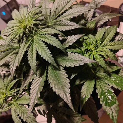GG#4 Auto growlog timeline photo