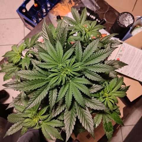 GG#4 Auto growlog timeline photo