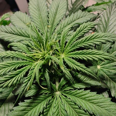 GG#4 Auto growlog timeline photo
