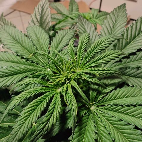 GG#4 Auto growlog timeline photo