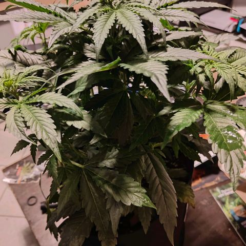 GG#4 Auto growlog timeline photo