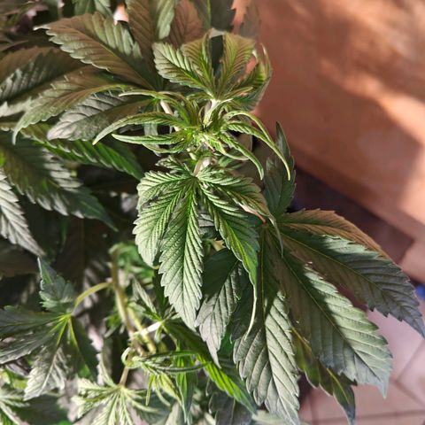 GG#4 Auto growlog timeline photo
