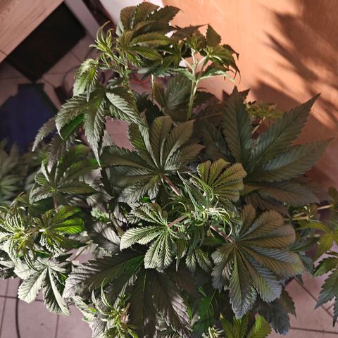 GG#4 Auto growlog timeline photo