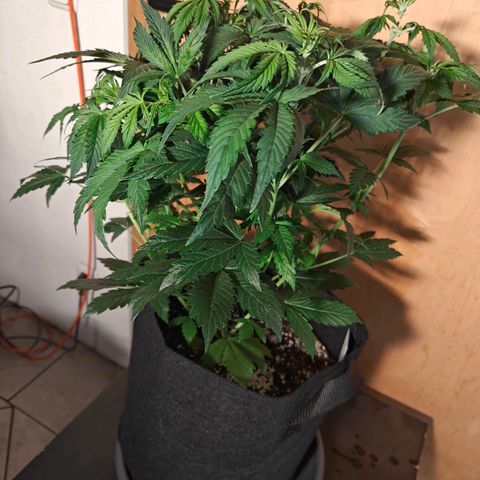 GG#4 Auto growlog timeline photo