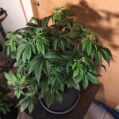 GG#4 Auto growlog timeline photo