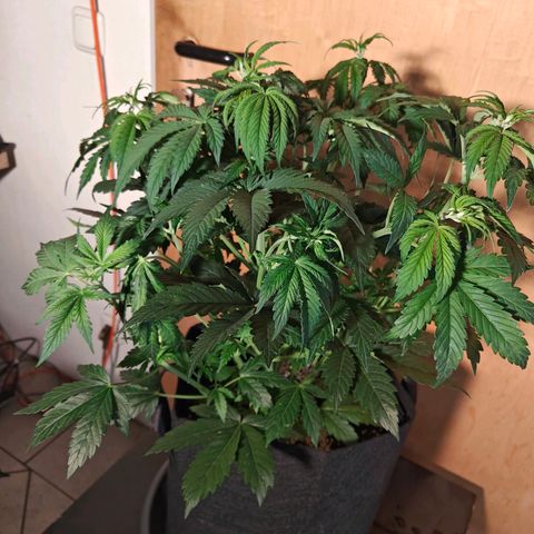 GG#4 Auto growlog timeline photo