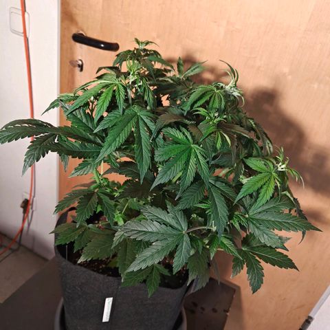 GG#4 Auto growlog timeline photo