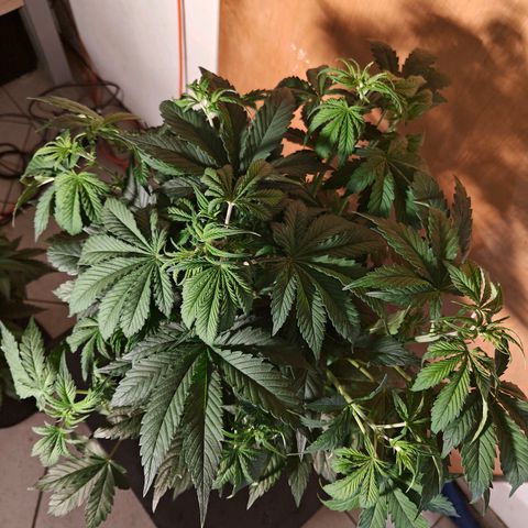 GG#4 Auto growlog timeline photo