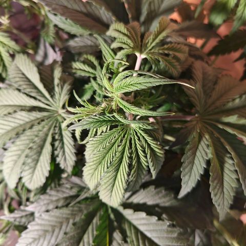 GG#4 Auto growlog timeline photo