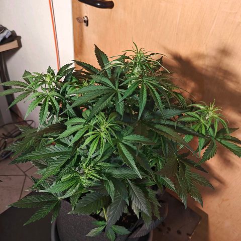 Green Crack Auto growlog timeline photo