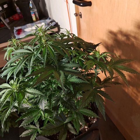 Green Crack Auto growlog timeline photo