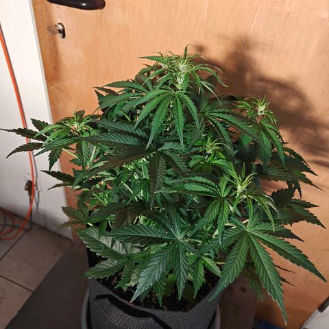 Green Crack Auto growlog timeline photo