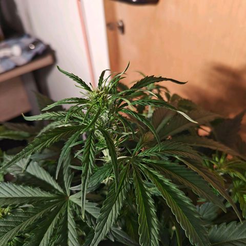 Green Crack Auto growlog timeline photo