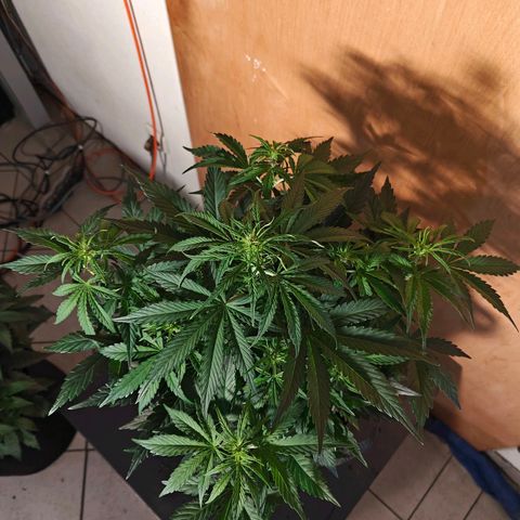 Green Crack Auto growlog timeline photo