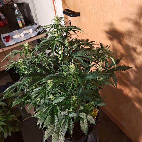 Pink Auto growlog timeline photo