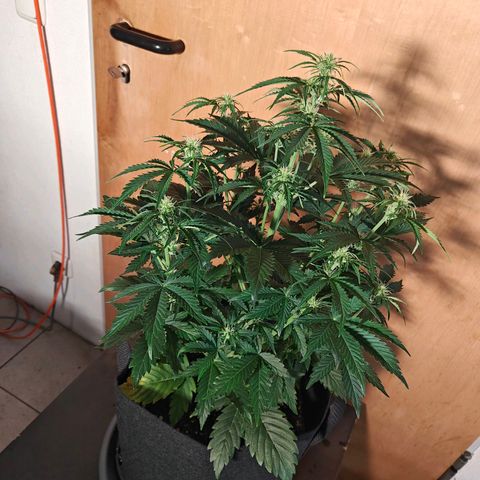 Pink Auto growlog timeline photo