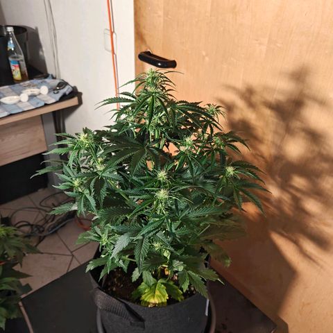 Pink Auto growlog timeline photo